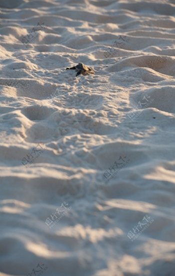 沙滩爬行的小乌龟
