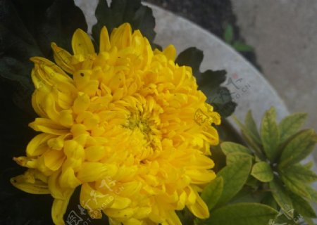 金黄色菊花花朵单枝