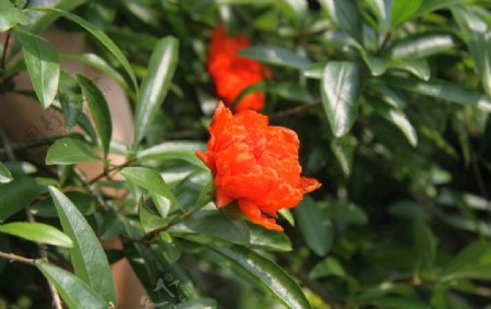 红杏花朵
