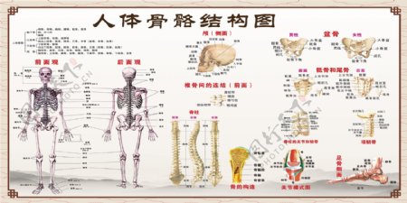 中医调理骨骼人体结构