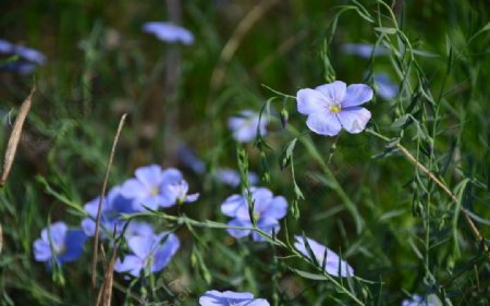 亚麻花