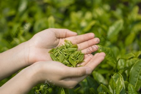 采茶茶叶绿色清新生态背景素材