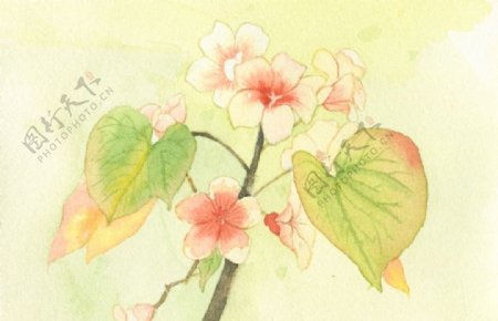 手绘水彩桐花节
