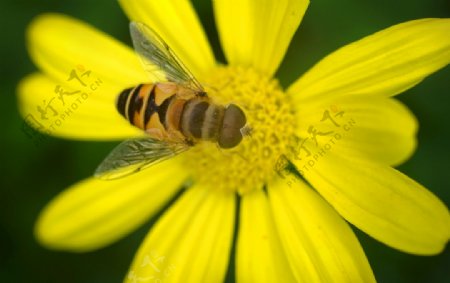 蜜蜂与小黄花
