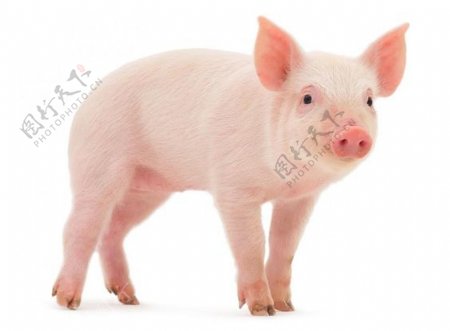 小猪家畜食品肉类海报素材