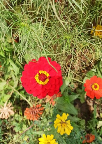 风景花朵野花田园风光