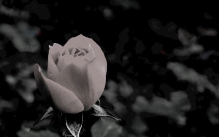 黑白玫瑰