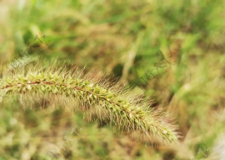 狗尾草