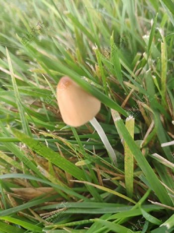 雨后的小蘑菇