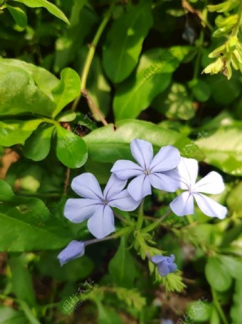 蓝雪花