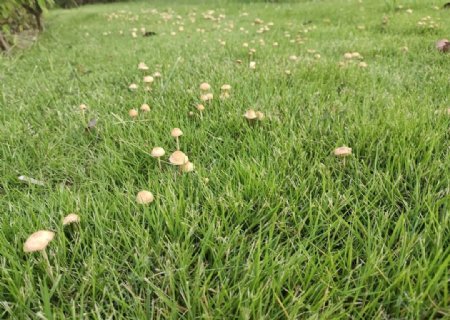 雨后草地的大片蘑菇