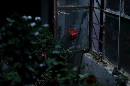 窗台玫瑰