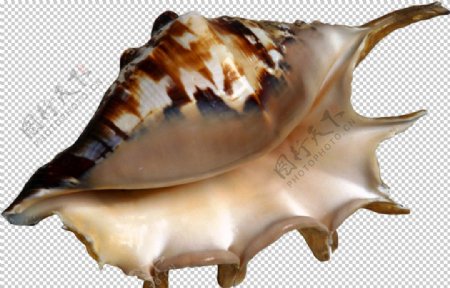 海洋生物海螺装饰