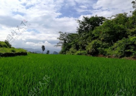 大自然高山田野绿油油的稻田
