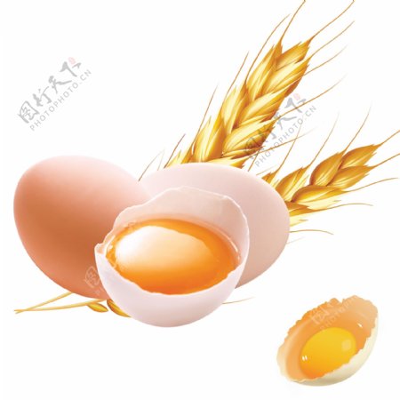 鸡蛋小麦