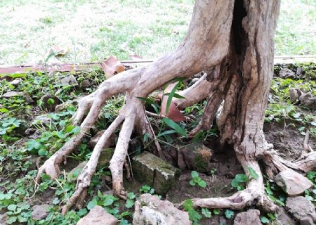 古树树木树根