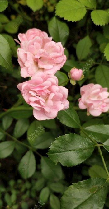 手机壁纸拍摄图片蔷薇