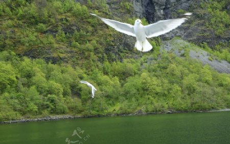 挪威峡湾海鸥