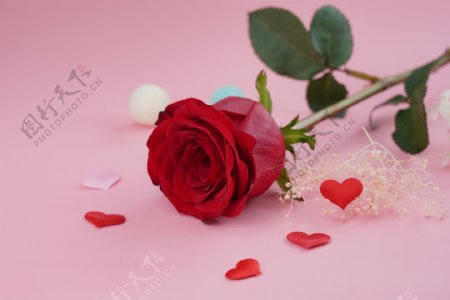 情人节装饰一朵玫瑰花