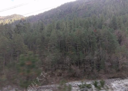 大山树林风景图片