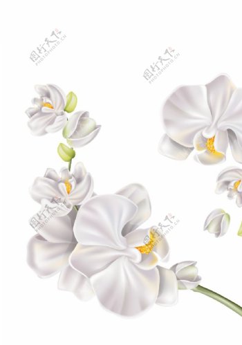 花朵花卉植物图片