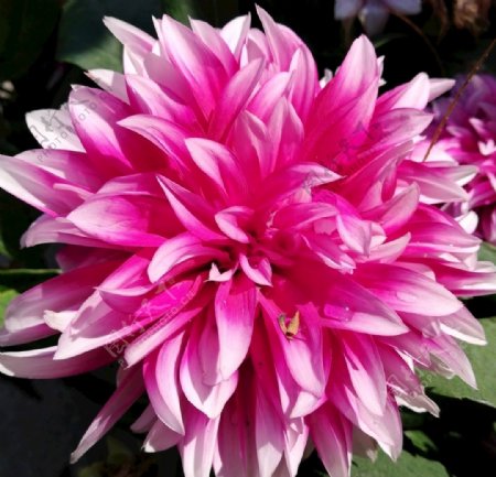 粉红色菊花花卉图片