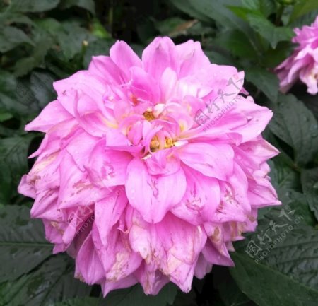 粉色菊花花朵特写图片