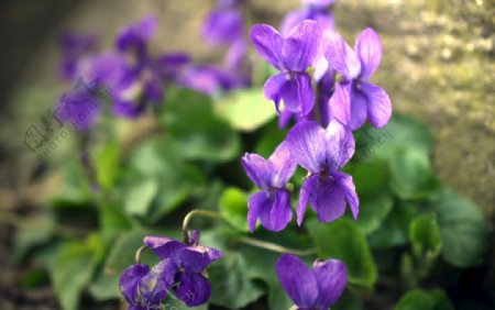紫罗兰鲜花图片