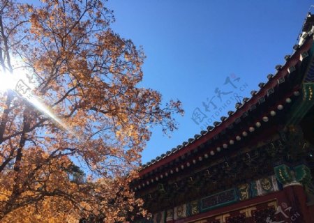 北京的秋天图片