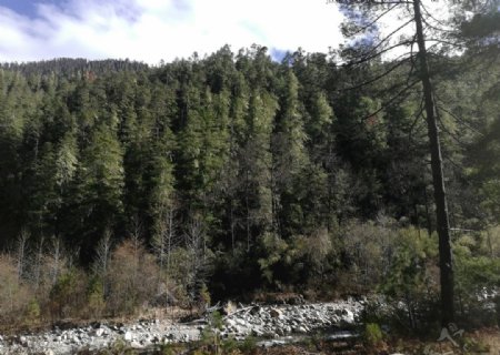 雪松森林风景图片