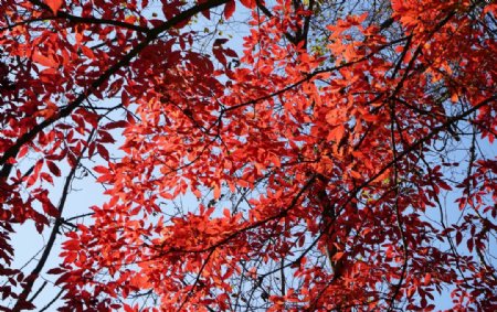 秋天山里树上的红叶图片