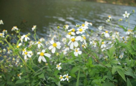 湖边野花图片