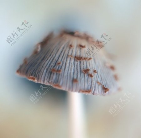 菌菇蘑菇生态图片