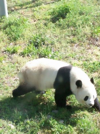 熊猫国宝图片