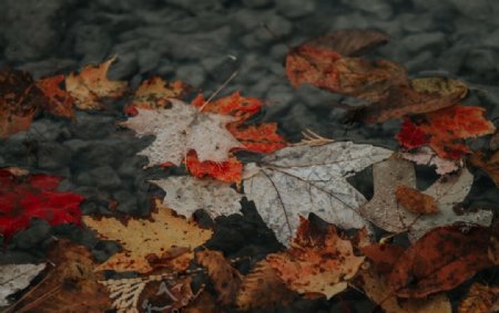 秋天景色图片