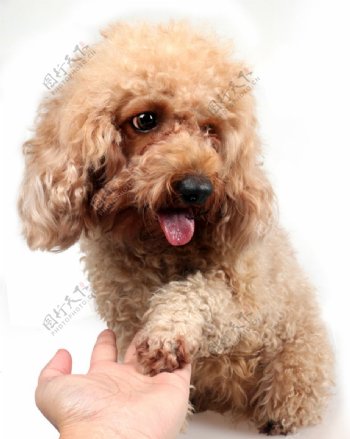 握手的狗狗泰迪图片