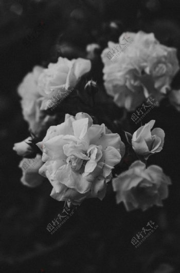 黑白花朵艺术背景海报素材图片