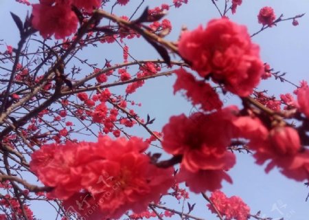梅花桃花美景粉色绿植图片