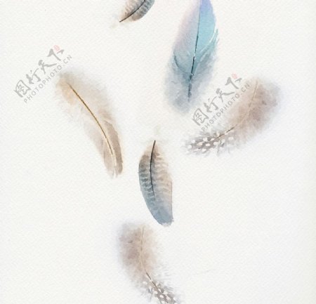 淡色水彩羽毛图案图片