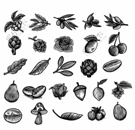 黑白素描蔬菜水果图片