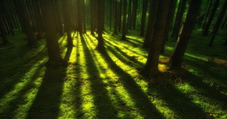 森林草地阳光树木风景图片