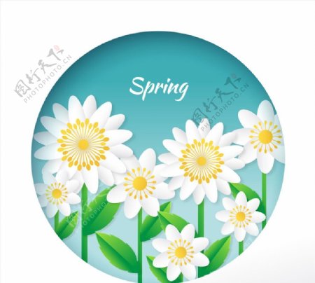 春季白色花丛图片