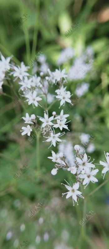 山苜楂花朵图片