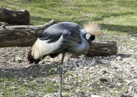 美丽的灰冠鹤图片