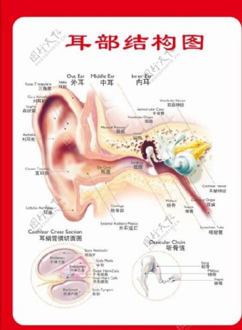 耳部结构图图片