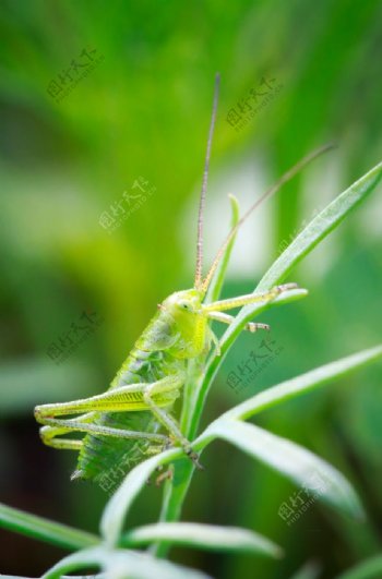 草叶上的螳螂图片