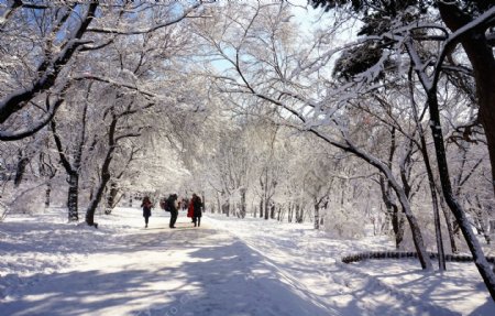 冬天雪景图片