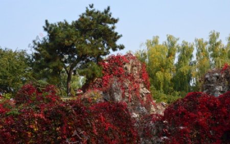 红叶风景图片