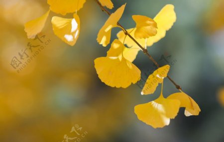 金黄的树叶图片