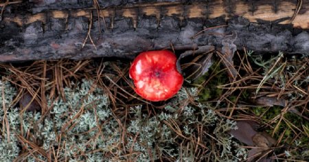 红色蘑菇草地植物背景图片